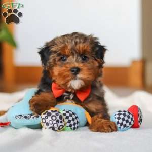 Jackson, Yorkie Poo Puppy